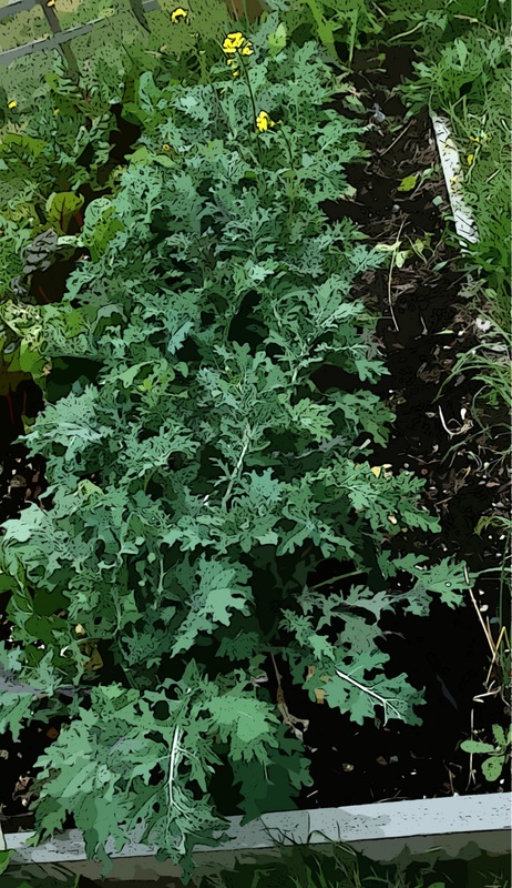 Small Garden Kale