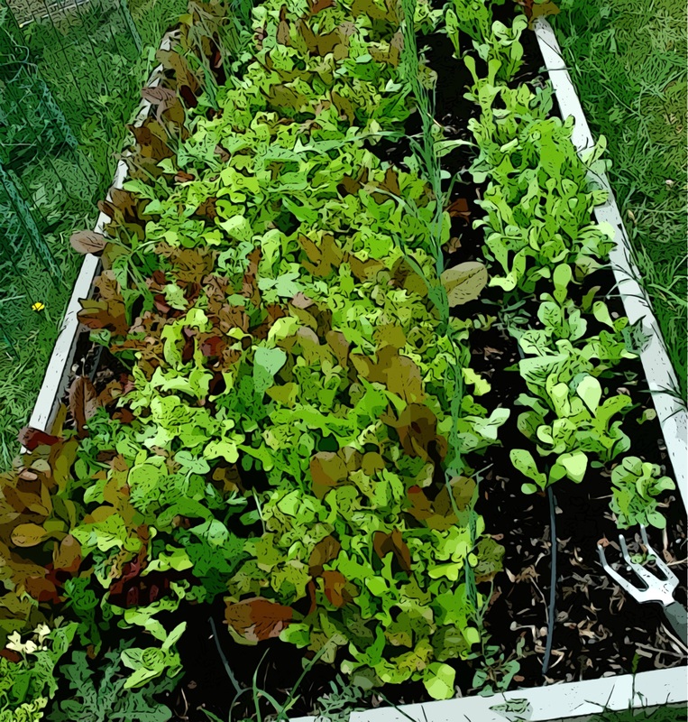 Small garden vegetable bed