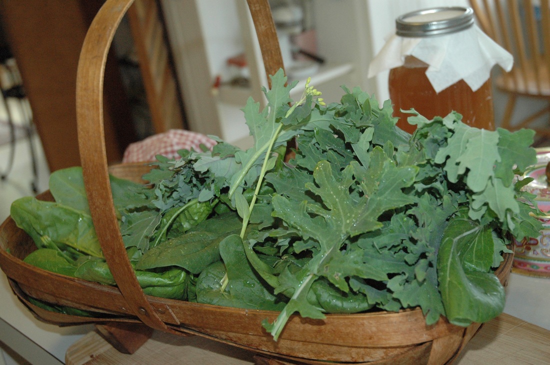 Spinach and Kale harvest